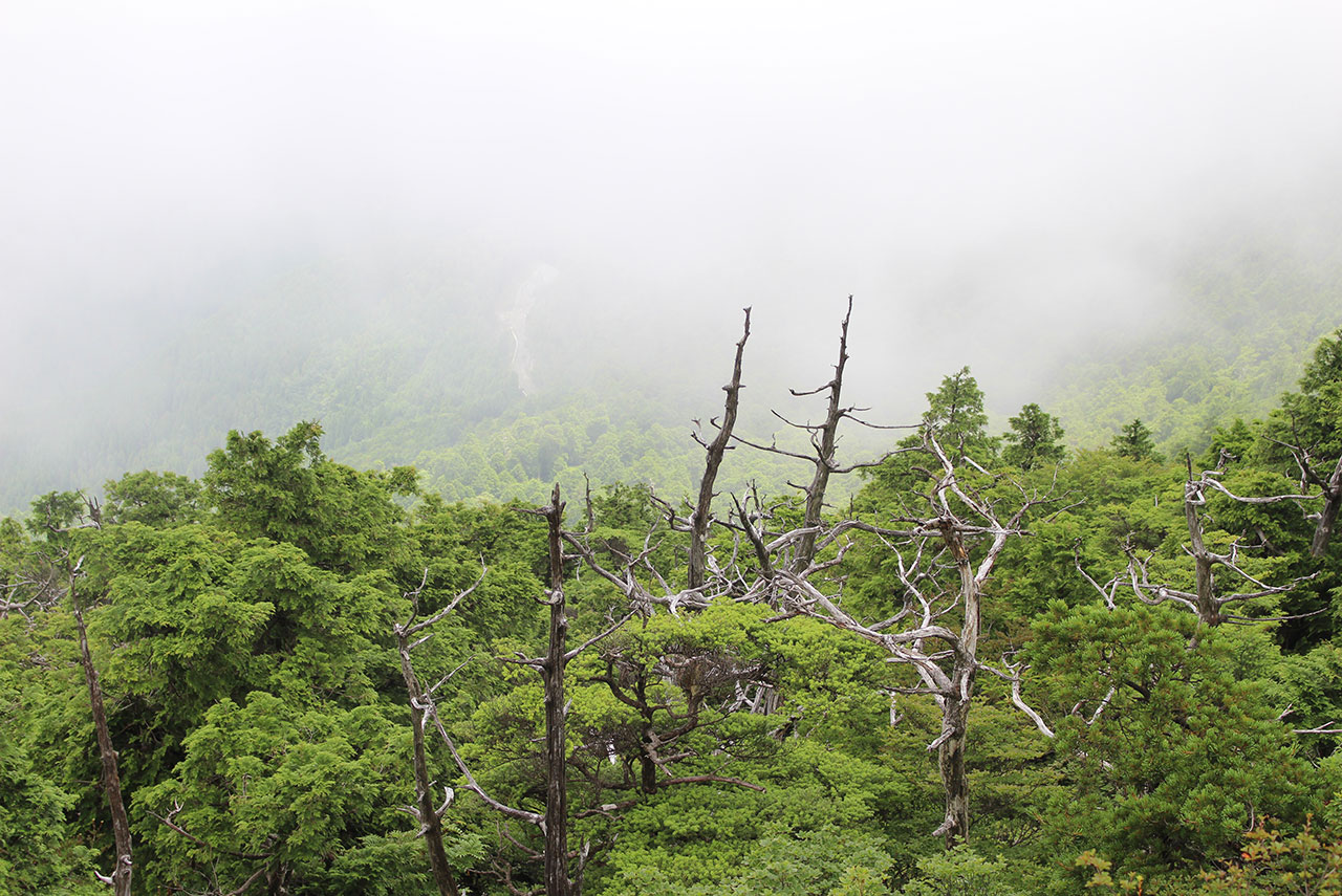 白髪山(根下がりヒノキ、白骨林) - 【公式】汗見川情報サイト｜高知県